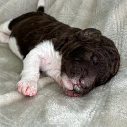 Brown and White Parti 3 - Parti male Poodle puppy in Monroe, North Carolina from The Klepper Homestead