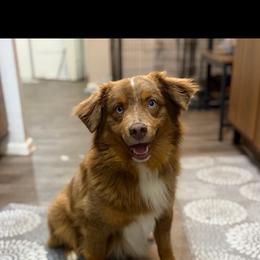 Summit - Red merle male Miniature Australian Shepherd puppy in Fredericksburg, Texas from Wrenfalls Paradise