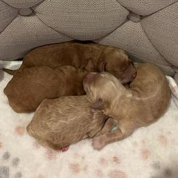 Girl 1 - Buff female Cockapoo puppy in Bristow, Oklahoma from 10-Acre Woods Cockapoos