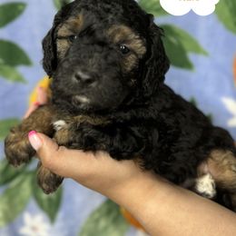 Cocker Spaniel and Poodle Puppies from K & M Home Kennels