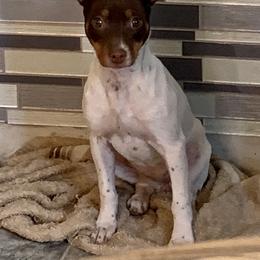 Rat Terrier Puppies from Jake's Kennels