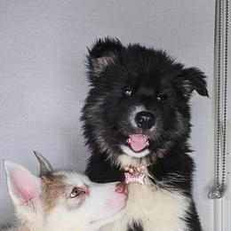 Siberian Husky Puppies from Springfield Huskies