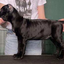 Cane Corso Puppies from Arcana Cane Corso