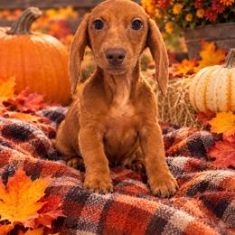 Tank - Dapple male Dachshund puppy in Hudson, Michigan from Mittentail Kennel Miniature Dachshunds & Australian Shepherds