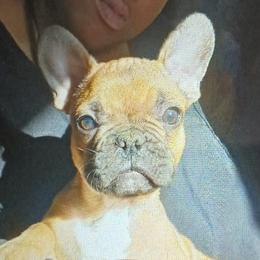 Boy 1 - French Bulldog puppy in Colorado from Imperial Frenchies of Colorado