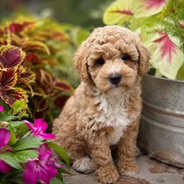Jefferson - Apricot male Goldendoodle puppy in Sheridan, Arkansas from Arkie Doodles