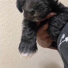 Shadow - Black male Miniature Schnauzer puppy in Little Elm, Texas from Matrix Schnauzers