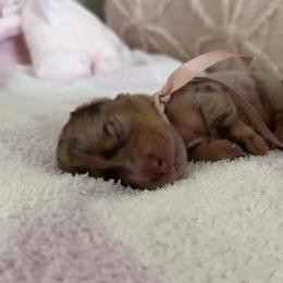 Pretzie - Dapple female Dachshund puppy in Summerfield, Florida from Dachshundly Perfect