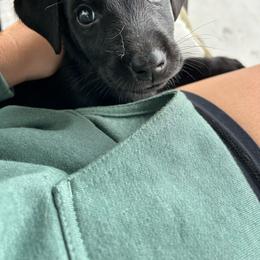 Nugget - Black male Labrador Retriever puppy in Four Oaks, North Carolina from TLC Retrievers