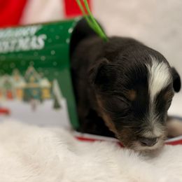 Green collar - Black tri male Miniature Australian Shepherd puppy in 32046, Florida from River Hill Ranch