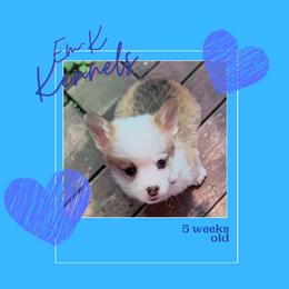 Yellow Collar - Red male Pembroke Welsh Corgi puppy in Abingdon, Virginia from Em-K Kennels