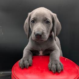 Lily - Blue female Weimaraner puppy in Evart, Michigan from Drehbar Weimaraners