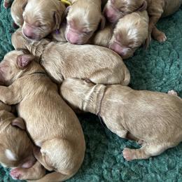 Boy 4 - male Australian Labradoodle puppy in Chuluota, Florida from Delano Australian Labradoodles