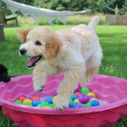 Boy 2 - Cream male Poodle puppy in China Grove, North Carolina from Masquerade's Standard Poodles of North Carolina