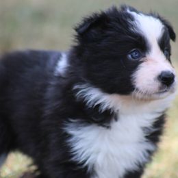 Kinsey - Black female Border Collie puppy in Tylertown, Mississippi from Cool Meadow Farms