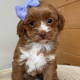L- Pink Girl - Red  female Goldendoodle puppy in Lewisville, Texas from Texas Goldendoodle Lovers