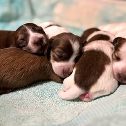 Girl 3 - Piebald female Dachshund puppy in Fayetteville, West Virginia from Loop Creek Dachshunds