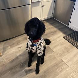 Poodle All Grown Up from HD Poodles