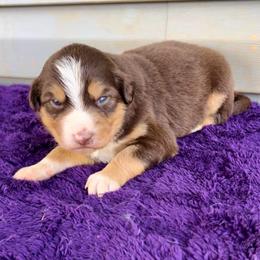 Scout - Red tri-color female Australian Shepherd puppy in Charlotte, North Carolina from Awesome Aussies