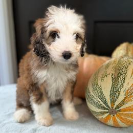 Isle - Sable female Bernedoodle puppy in Russellville, Arkansas from Crossgate Doodles