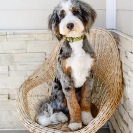 Ace - Bernedoodle