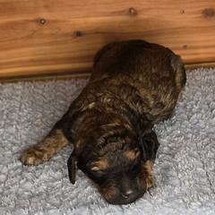 Cuddles - Merle female Irish Doodle puppy in Bonifay, Florida from Heavenly Poodles