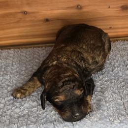 Cuddles - Merle female Irish Doodle puppy in Bonifay, Florida from Heavenly Poodles