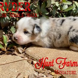 Australian Shepherd, Miniature Australian Shepherd, and Toy Australian Shepherd Puppies from Hunt Farms Mini Aussies