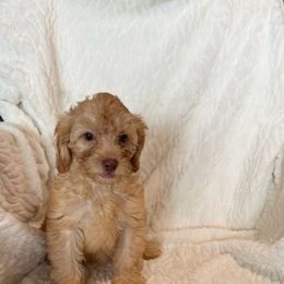Ginger - Apricot female Cavapoo puppy in Sherwood, Michigan from Patrick's Puppies