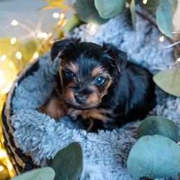 Oliver - Black and tan male Yorkshire Terrier puppy in Antioch, Nevada from Precious Puppies