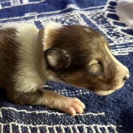 Eulalie sweetly speaking - Sable and white female Collie puppy in Malvern, Arkansas from Lost Acres Collies