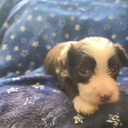 Ppm5 - White and chocolate male Chinese Crested puppy in New Castle, Pennsylvania from Long Rotts & Long Haul Cresteds