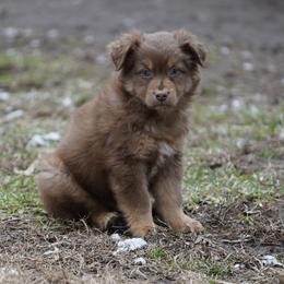 Moose - Red tri-color male Australian Shepherd puppy in Kokomo, Indiana from North Central Aussies