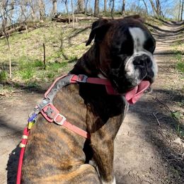 Boxers from Rorschach Boxers
