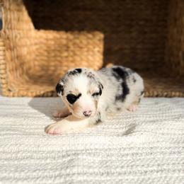 Truvvy - Blue merle female Australian Shepherd puppy in Unionville, Iowa from Soap Creek Kennels