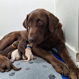 Lucky - Chocolate male Labrador Retriever puppy in Bemidji, Minnesota from Northern Star Elite Quality Labrador Retrievers