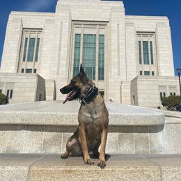 Meisje - Belgian Malinois