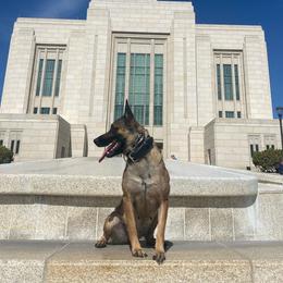 Meisje - Belgian Malinois