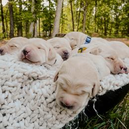 Dilute Retriever Puppies from Weathervane Labs