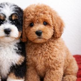 Bernedoodles, Bulldogs, and Goldendoodles from Living Waters Kennel