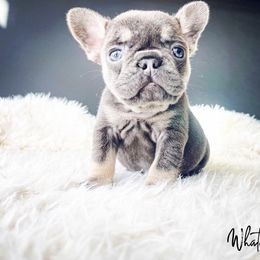 French Bulldog Puppies from Whatabulldog
