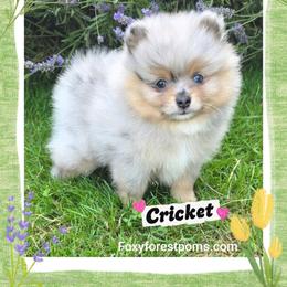 Cricket - AKC - Blue merle female Pomeranian puppy in Eatonville, Washington from Foxy Forest Poms