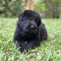German Shepherd Puppies from Zwinger vom Schneider Wald