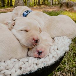 Dilute Retriever Puppies from Weathervane Labs