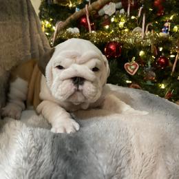 Bulldog Puppies from Semper Fi Bulldogs