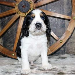 Homer - Black white and tan male English Springer Spaniel puppy in Winchester, Kentucky from Hidden Springs Farm