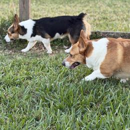 Pembroke Welsh Corgi puppies from Wiggle Ranch Corgis