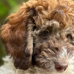 Girl 2 - Goldendoodle puppy from Sandy’s Goldendoodles