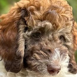 Girl 2 - Goldendoodle puppy from Sandy’s Goldendoodles