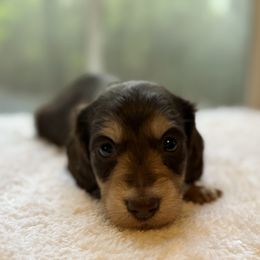 Boy 2 - Chocolate and cream Dachshund puppy in Newport, Tennessee from Foothills Mini Doxies